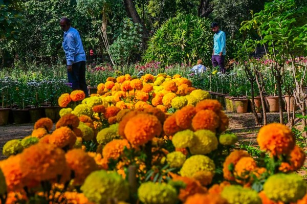 Flowers exibition in jaipur 