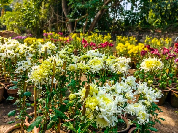 Flowers exibition in jaipur 