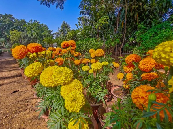  Flowers exibition in jaipur 