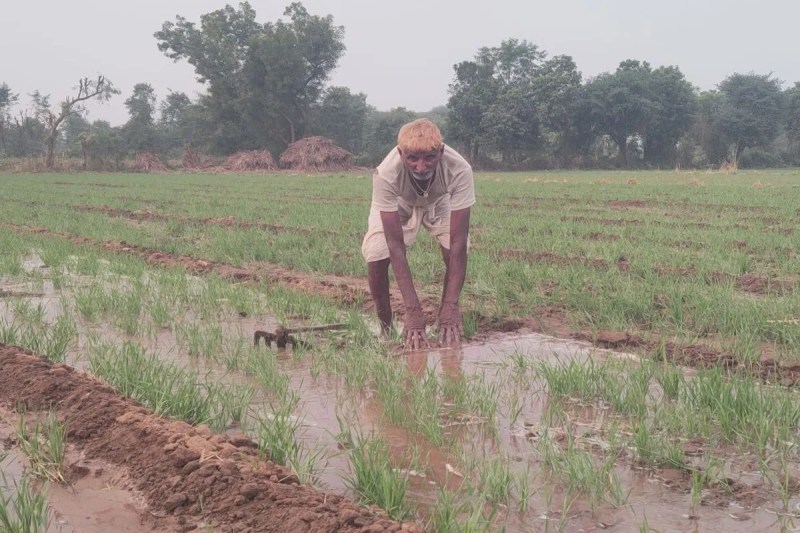 Cold increased in Bhilwara, farmers' faces brightened