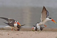 देशी विदेशी पक्षियों को रास आ रहे धौलपुर के जलाशय Dholpur's reservoirs are being liked by the native and foreign birds