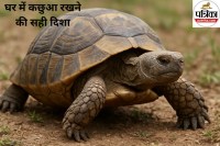Vastu Tips For Tortoise