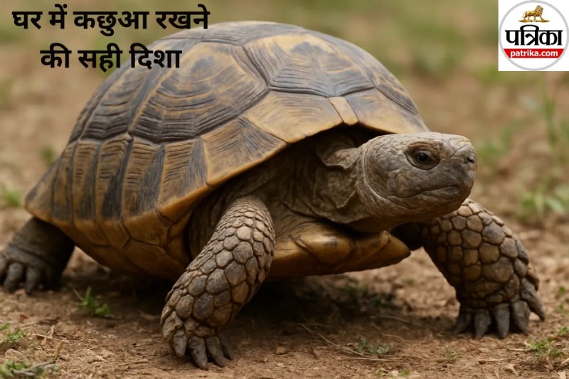 Vastu Tips For Tortoise