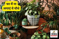 vastu tips for plant