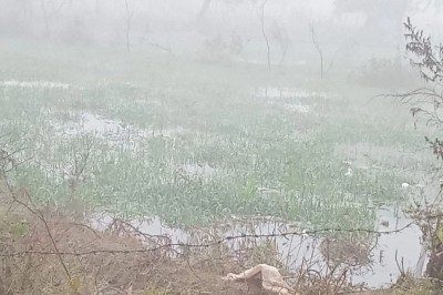 ओवरफ्लो होकर माइनर की पटरी टूटी ,फसल जलमग्न The track of the minor broke due to overflow, crops submerged