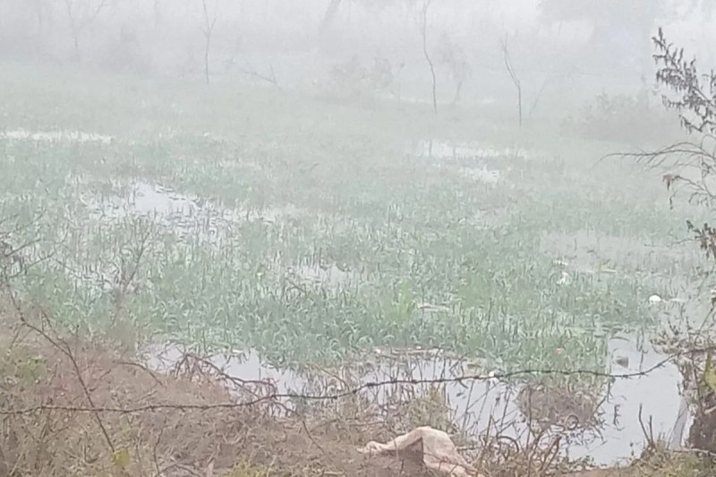 ओवरफ्लो होकर माइनर की पटरी टूटी ,फसल जलमग्न The track of the minor broke due to overflow, crops submerged