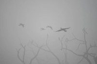 यूपी में कड़ाके की सर्दी का कहर (फोटो सोर्स : Ritesh Singh )