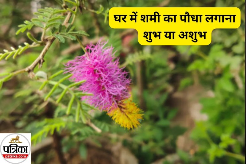 vastu tips for shami plant