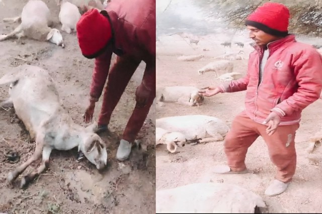  सीएम योगी की पहल, 8.70 लाख मुआवजा वितरित