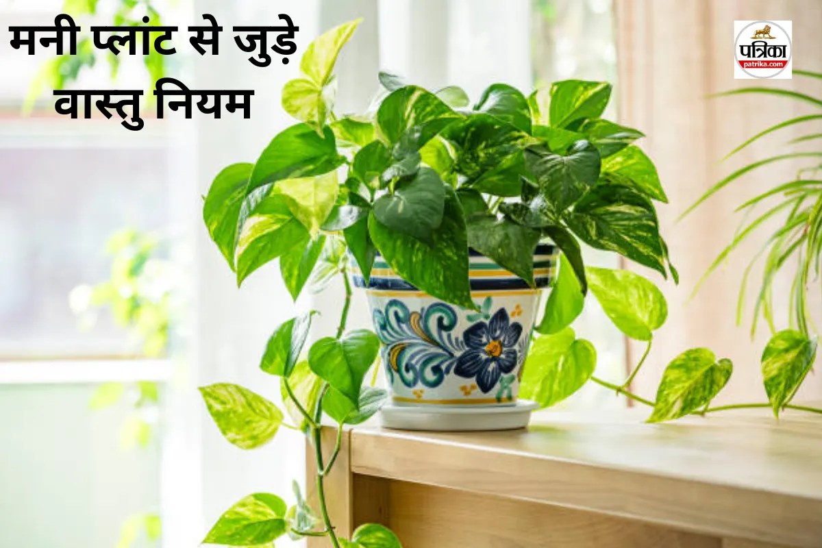 Vastu Tips For money plant