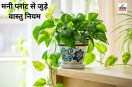 Vastu Tips For money plant