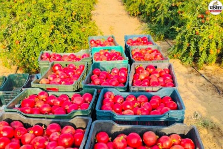 Balotra Pomegranate Success Story