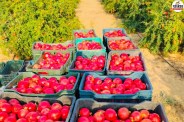 Balotra Pomegranate Success Story