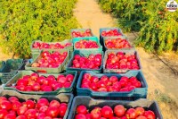 Balotra Pomegranate Success Story