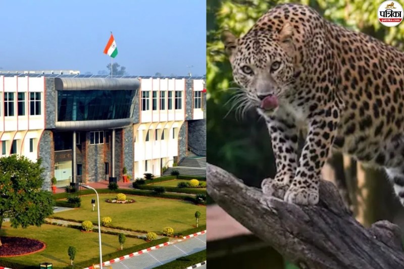 Leopard Sparks Panic at MNIT Jaipur