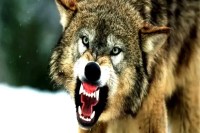 बहराइच में दहशत: घर में घुसा भेड़िया, मां के पास सो रहे चार माह के मासूम को उठा ले गया (फोटो सोर्स : WhatsApp News Group)