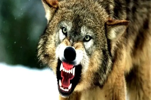 बहराइच में दहशत: घर में घुसा भेड़िया, मां के पास सो रहे चार माह के मासूम को उठा ले गया (फोटो सोर्स : WhatsApp News Group)