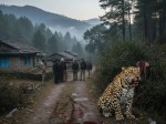 A 42-year-old man was killed by a leopard in Barakot in Uttarakhand's Champawat district today