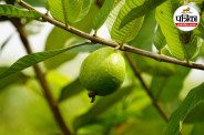Amrood khane ke nuksan, Avoid eating Amrood in illness