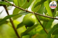 Amrood khane ke nuksan, Avoid eating Amrood in illness