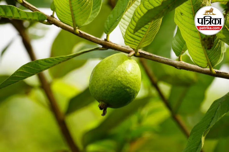 Amrood khane ke nuksan, Avoid eating Amrood in illness