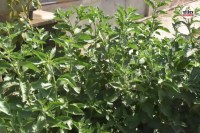 Rajasthan Ashwagandha major source of income offering high profits at low cost