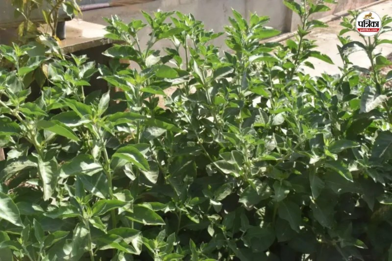 Rajasthan Ashwagandha major source of income offering high profits at low cost