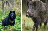 Bears and boar attack