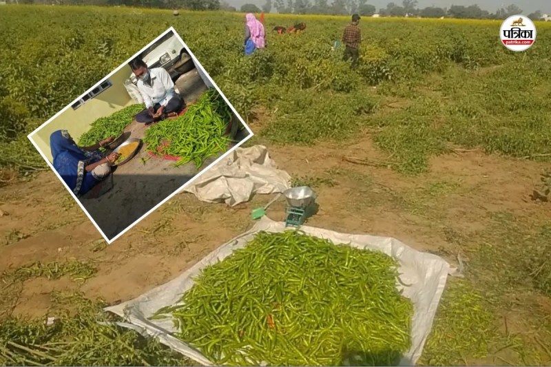 Bharatpur Bhusawar Chili cultivation changed farmers fortunes leading to substantial earnings