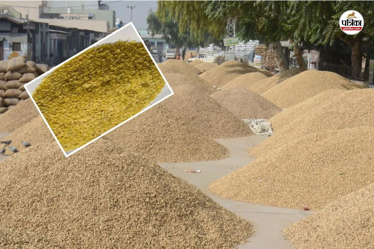 Rajasthan Bikaner Peanut and guar farmers are rejoicing prices have reached Rs 6500-6000 per quintal