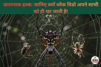 Black Widow Spider Facts, Black Widow Spider in Hindi, why female spider eats male, sexual cannibalism in spiders