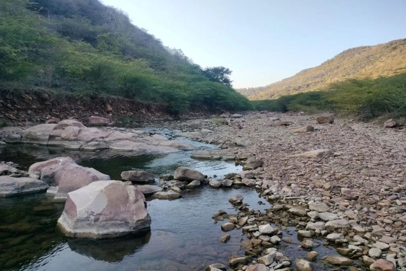 कालदां के बियावान जंगल को युवा बाघिन आरवीटी-8 ने बनाया अपना नया ठिकाना