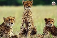 Two Cheetahs Travel from MP to Rajasthan to Establish Dominance in the Forests
