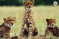 Good News Ranthambore to Mukundra cheetah corridor will be built Rajasthan wildlife tourism big boom