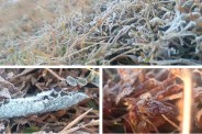 Severe cold in Mainpat