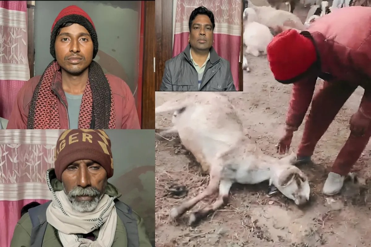 दुबग्गा भेड़ मौत मामला: सीएम योगी की पहल, 8.70 लाख मुआवजा वितरित, जहरीली घास बनी वजह