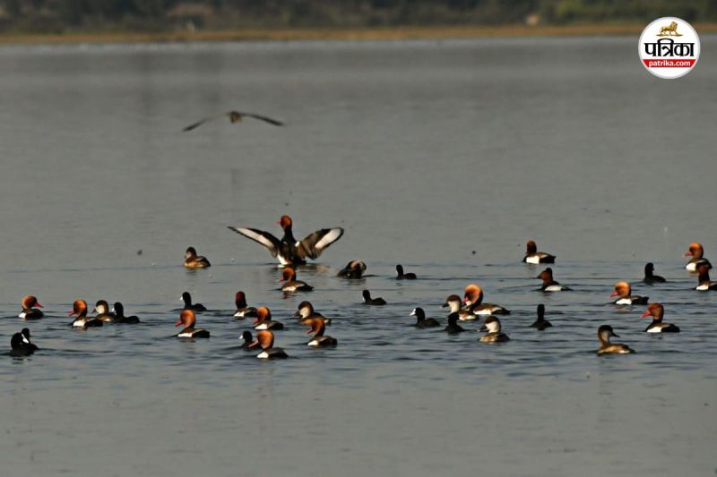 कोपरा जलाशय (फोटो सोर्स- DPR)