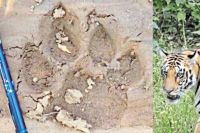 मोहला से 15 किमी दूर दिखे बाघ के पदचिन्ह (फोटो सोर्स- पत्रिका)