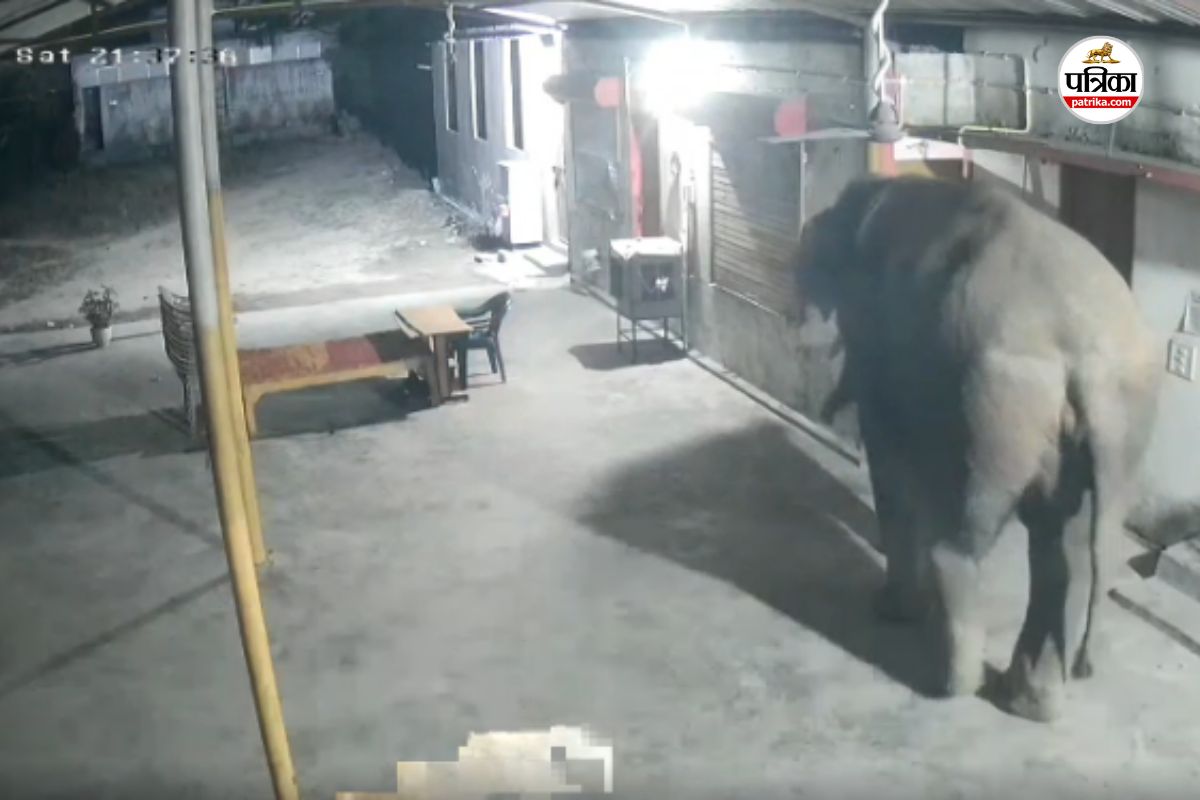 CG Video Viral: अब जंगल छोड़ मंदिर में घुसा हाथी, CCTV में कैद हुई पूरी घटना, देखें Video(photo-patrika)