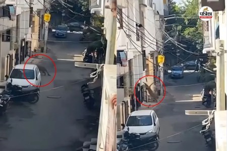 उदयपुर में लेपर्ड के मूवमेंट से दहशत, पत्रिका फोटो