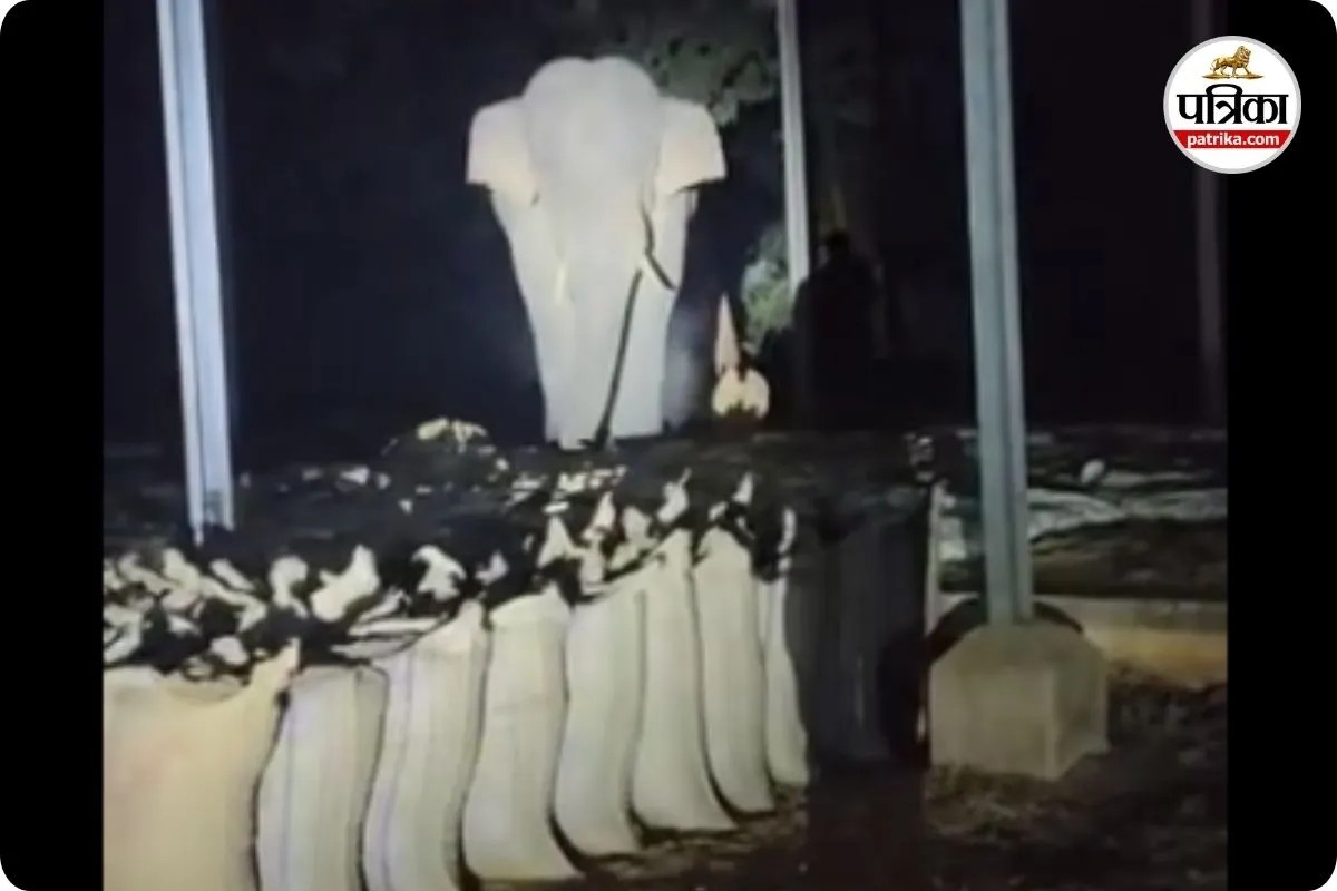 धान खरीदी केन्द्र पहुंचा हाथी (photo source- Patrika)