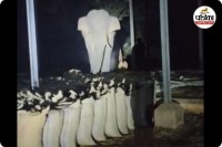 धान खरीदी केन्द्र पहुंचा हाथी (photo source- Patrika)