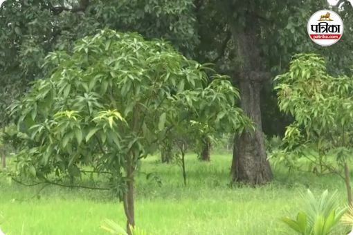 सुकमा में आम बगीचा प्रोजेक्ट (photo source- ANI)