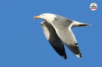 छत्तीसगढ़ के जंगलों में कैमरे में कैद हुआ दुर्लभ प्रवासी पक्षी स्टेपे गल, रूसे जलाशय बना सुरक्षित ठिकाना...(photo-patrika)