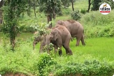 हाथी ने ग्रामीण को कुचला (photo source- Patrika)