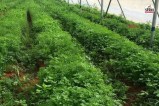 Rajasthan Hadoti region coriander aroma disappearing Farmers are losing interest in cultivating this crop find out why