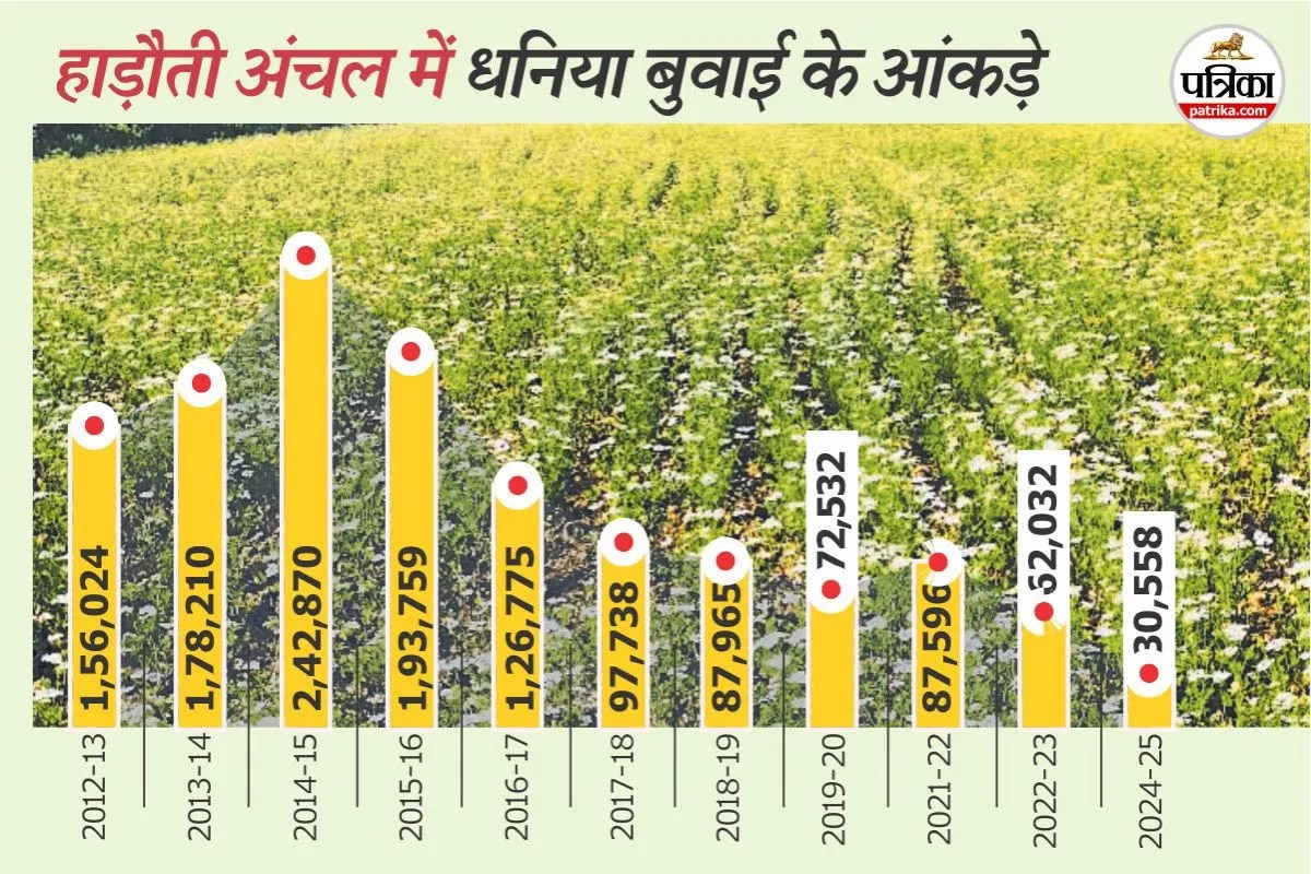 Coriander Cultivation