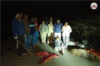 Dungarpur After panther now wild boar hunted One arrested five escapee