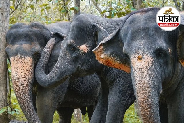 Elephant Luxury Care India, Vantara Elephant Facilities,