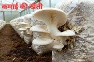 Mushroom farming